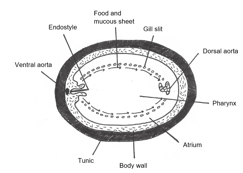 figure image